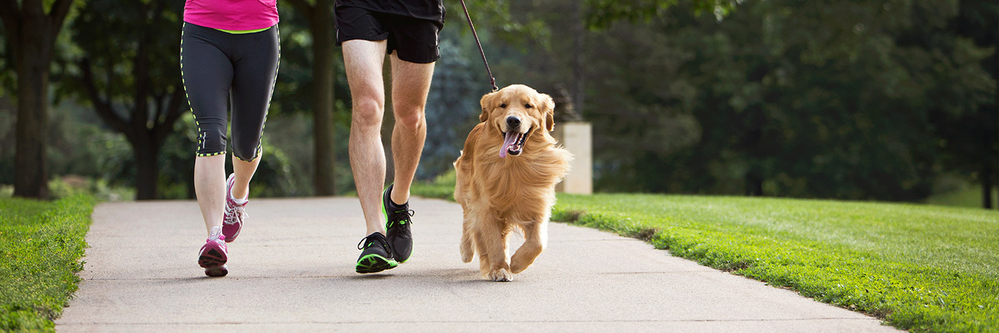 DogWatch by Fido's Fences, Syosset, New York | Electronic Dog Training Collars Footer Image Image
