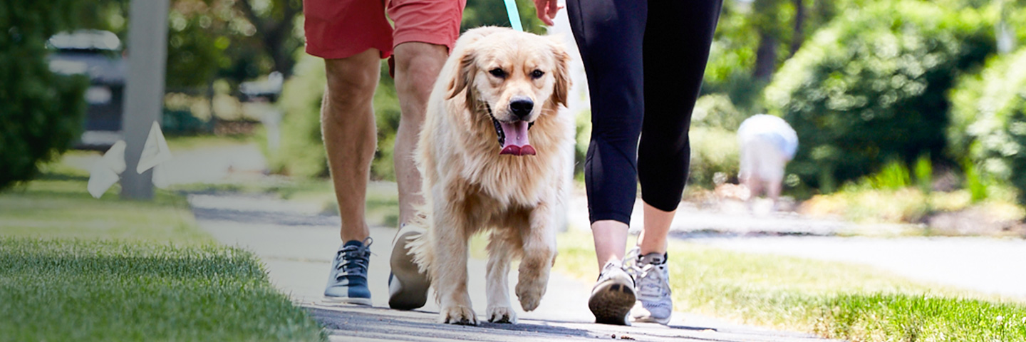 DogWatch by Fido's Fences, Syosset, New York | SideWalker Leash Trainer Slider Image